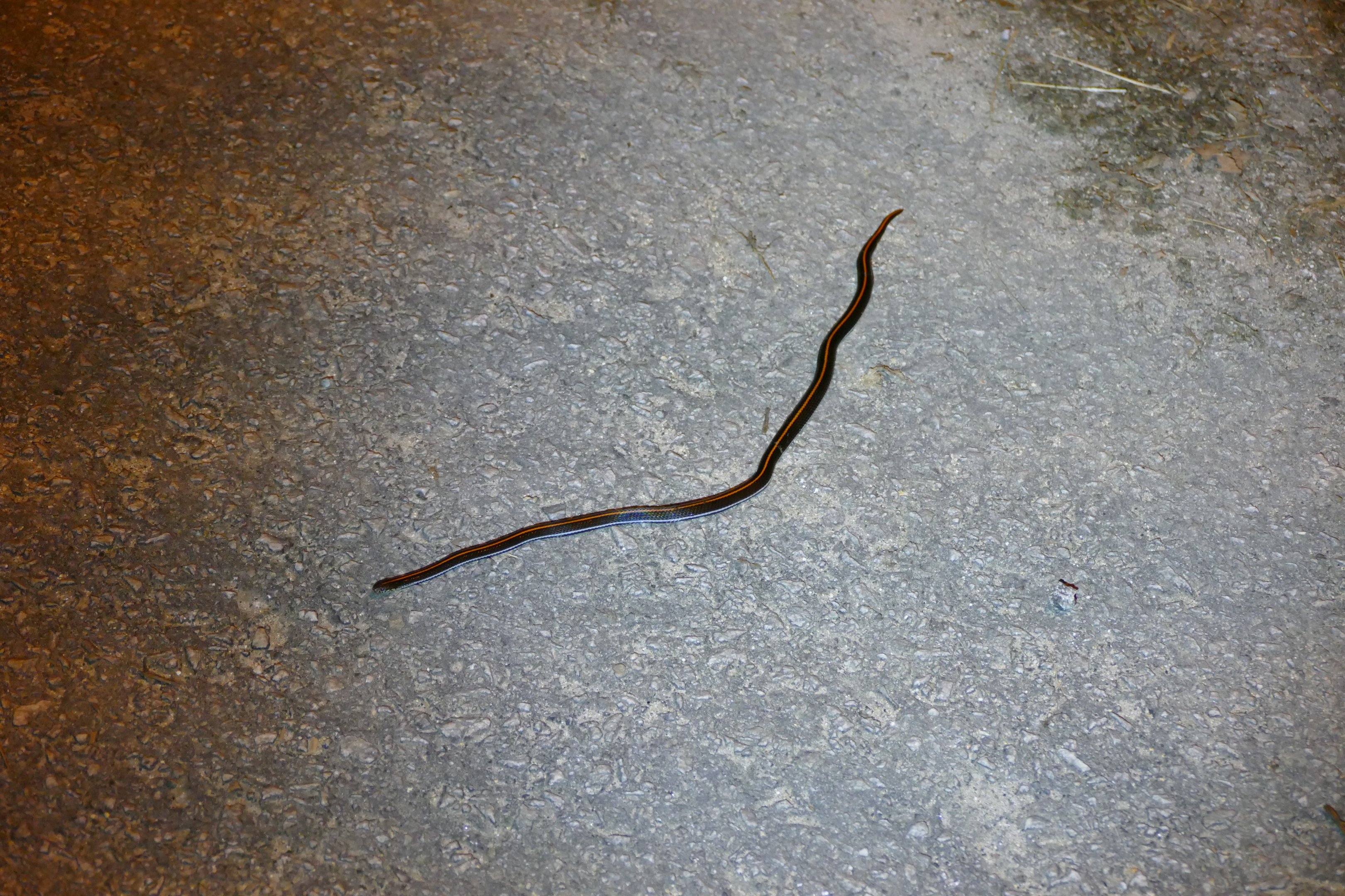 Malayan Striped Coral Snake - Fraser's Hill