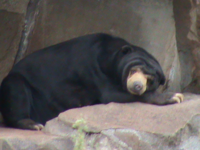 malayan sun bear 030910