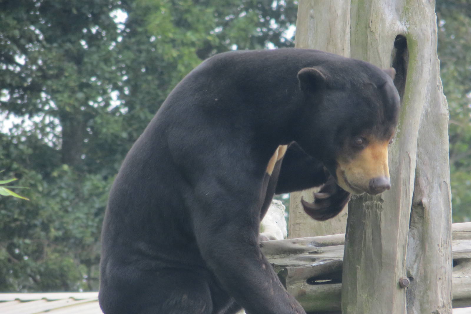 Malayan Sun Bear 10/14