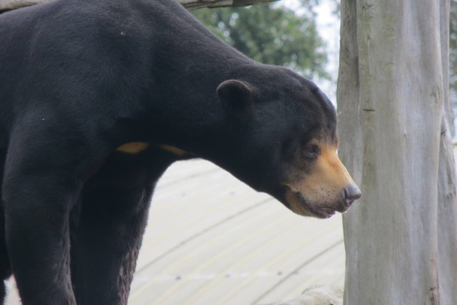 Malayan Sun Bear 10/14