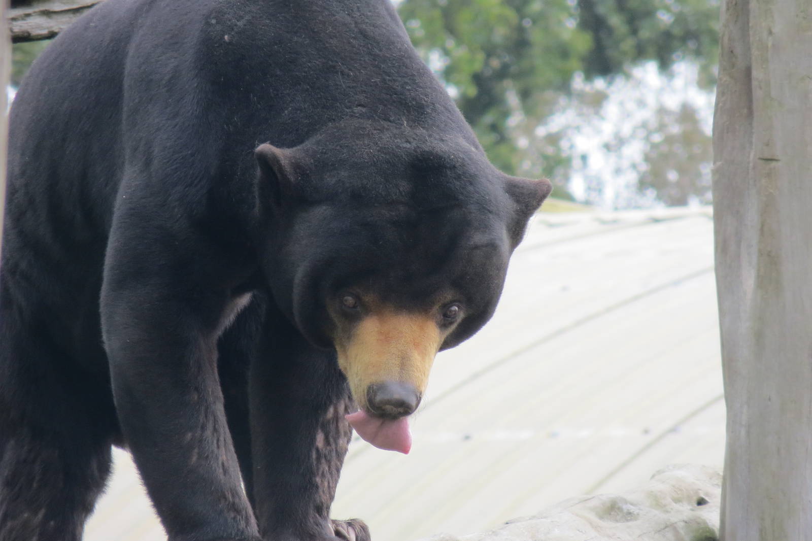 Malayan Sun Bear 10/14