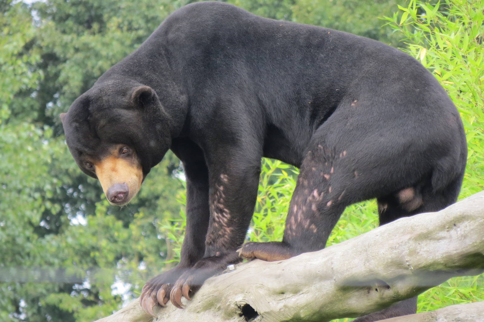 Malayan Sun Bear 10/14