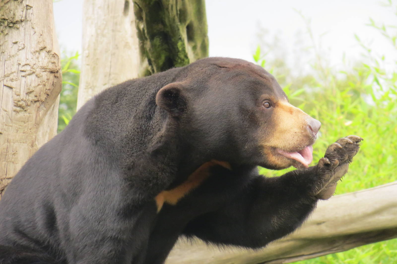 Malayan Sun Bear 10/14