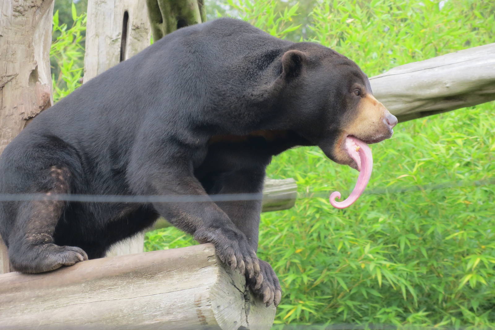 Malayan Sun Bear 10/14