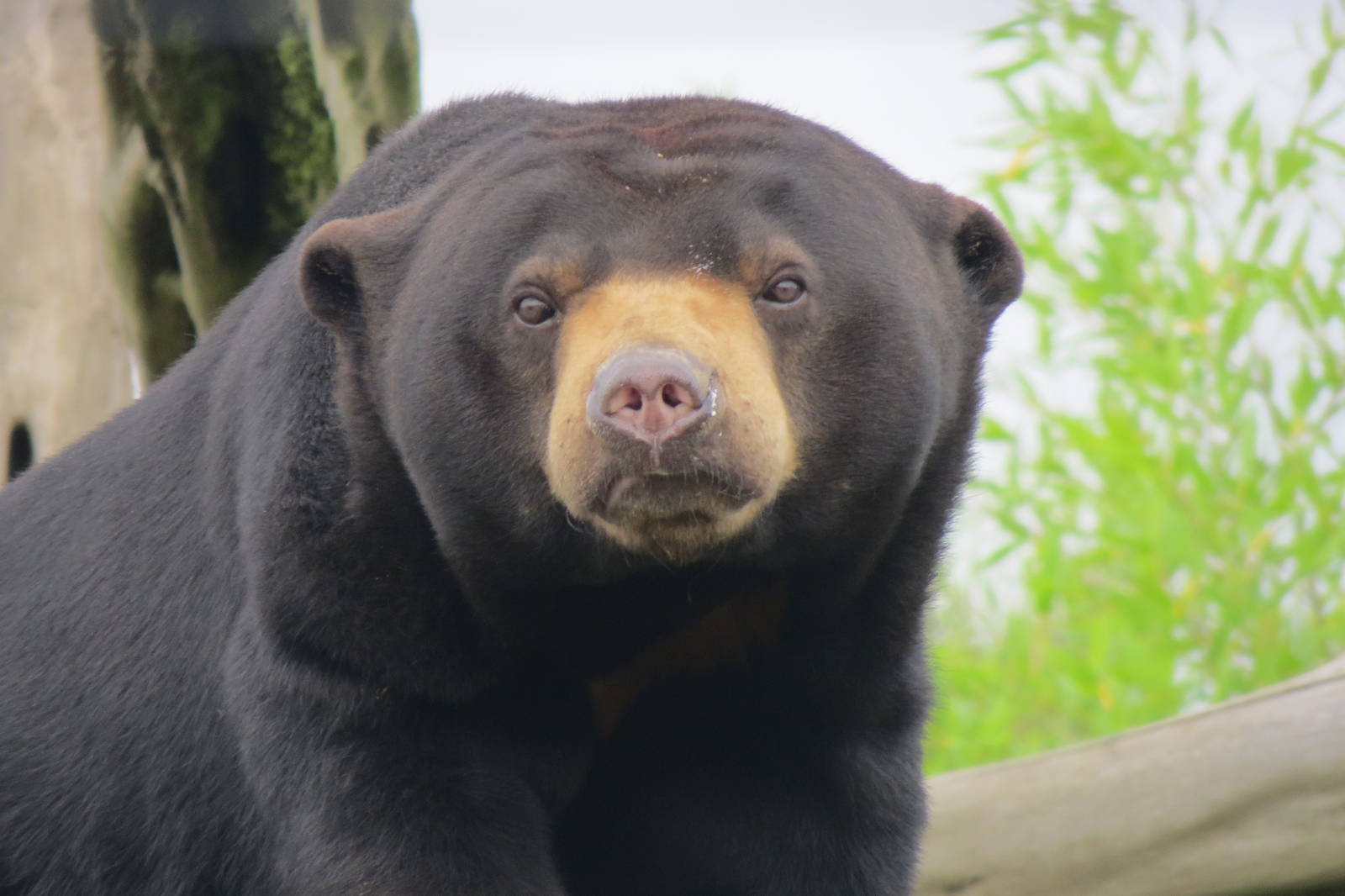 Malayan Sun Bear 10/14