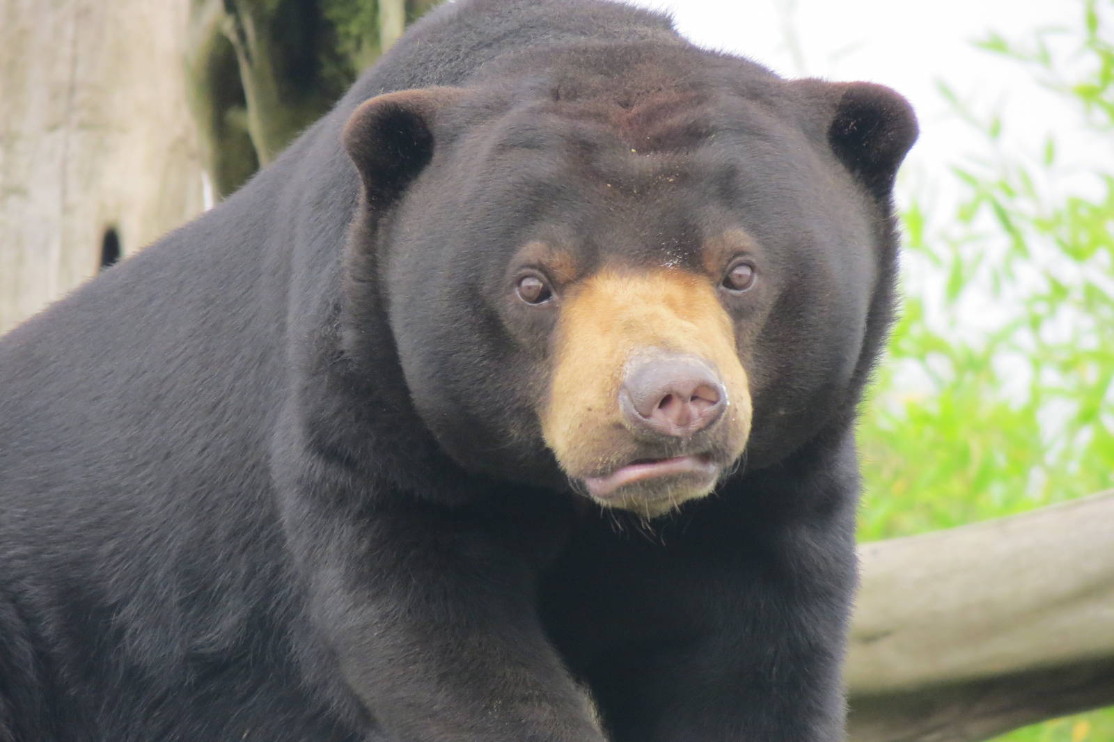 Malayan Sun Bear 10/14