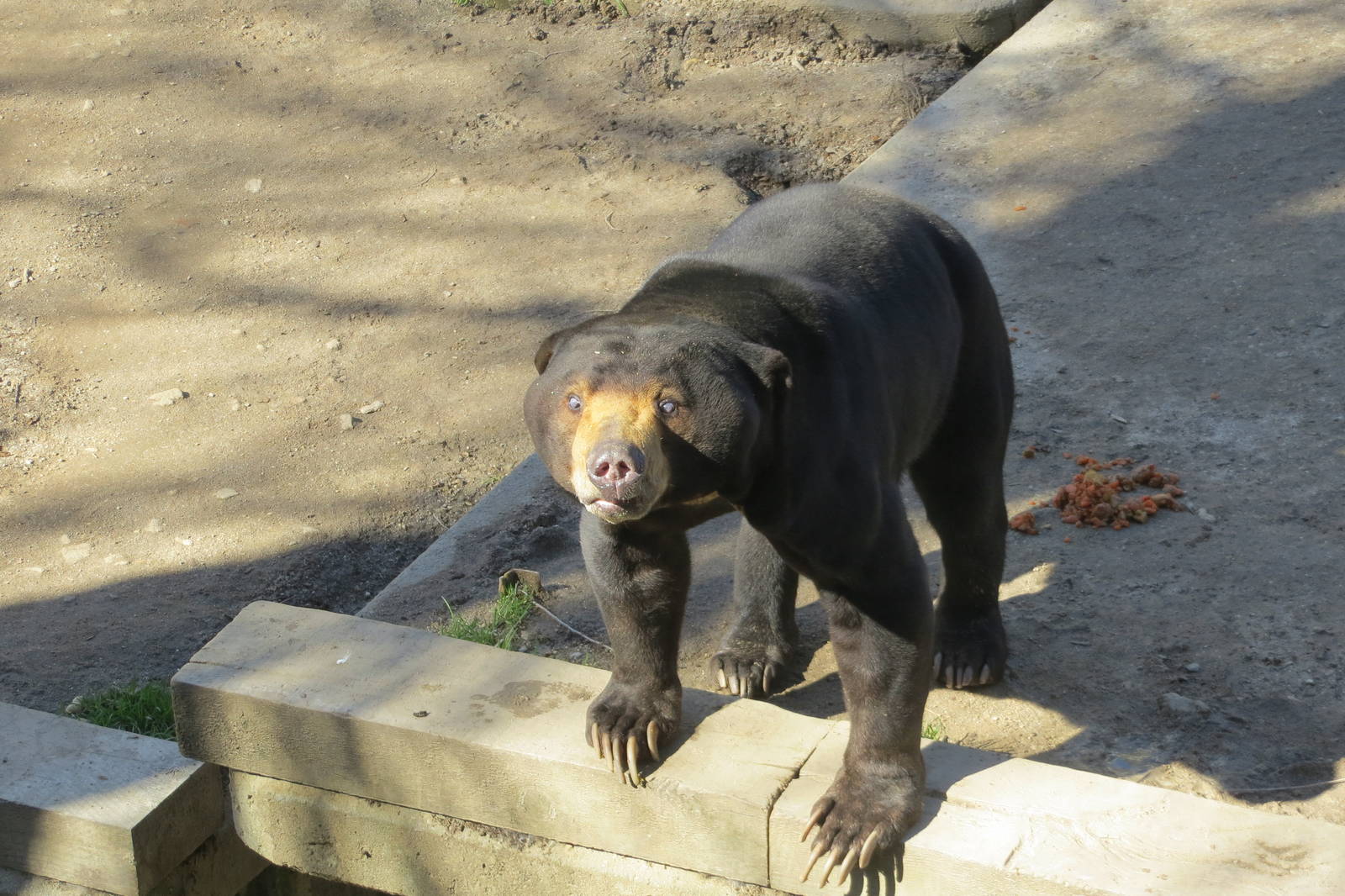 Malayan Sun Bear 150216