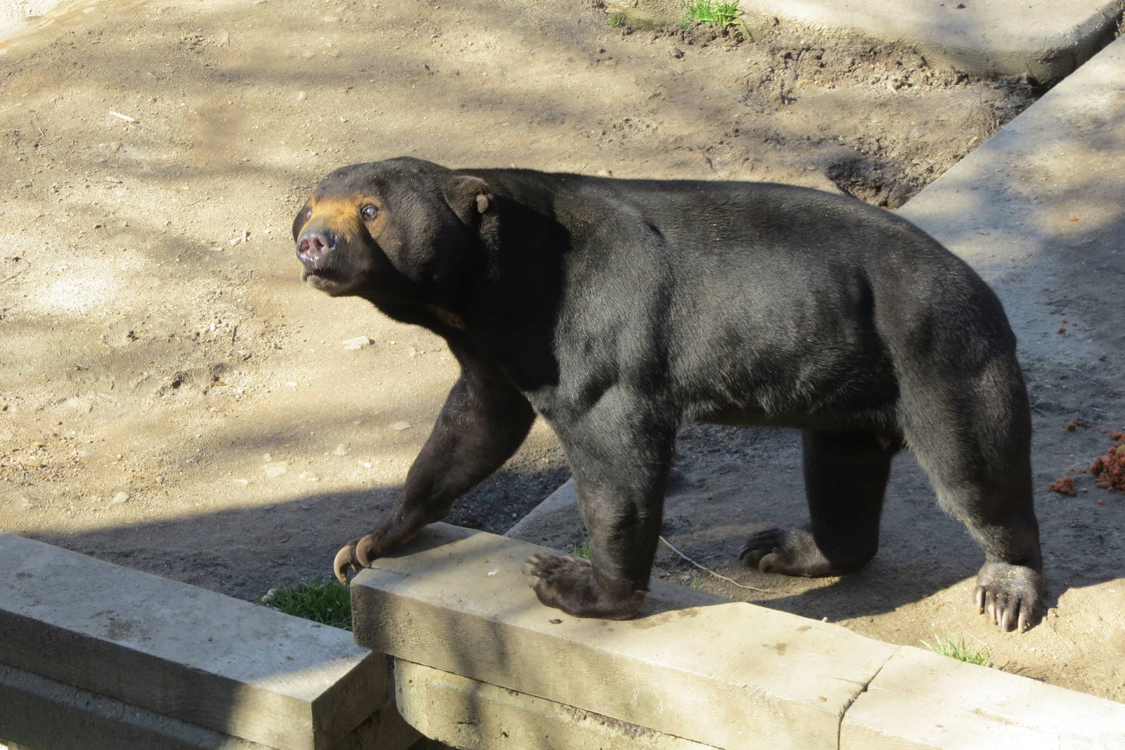Malayan Sun Bear 150216