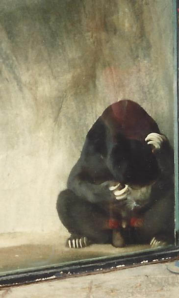 Malayan Sun Bear 1990s