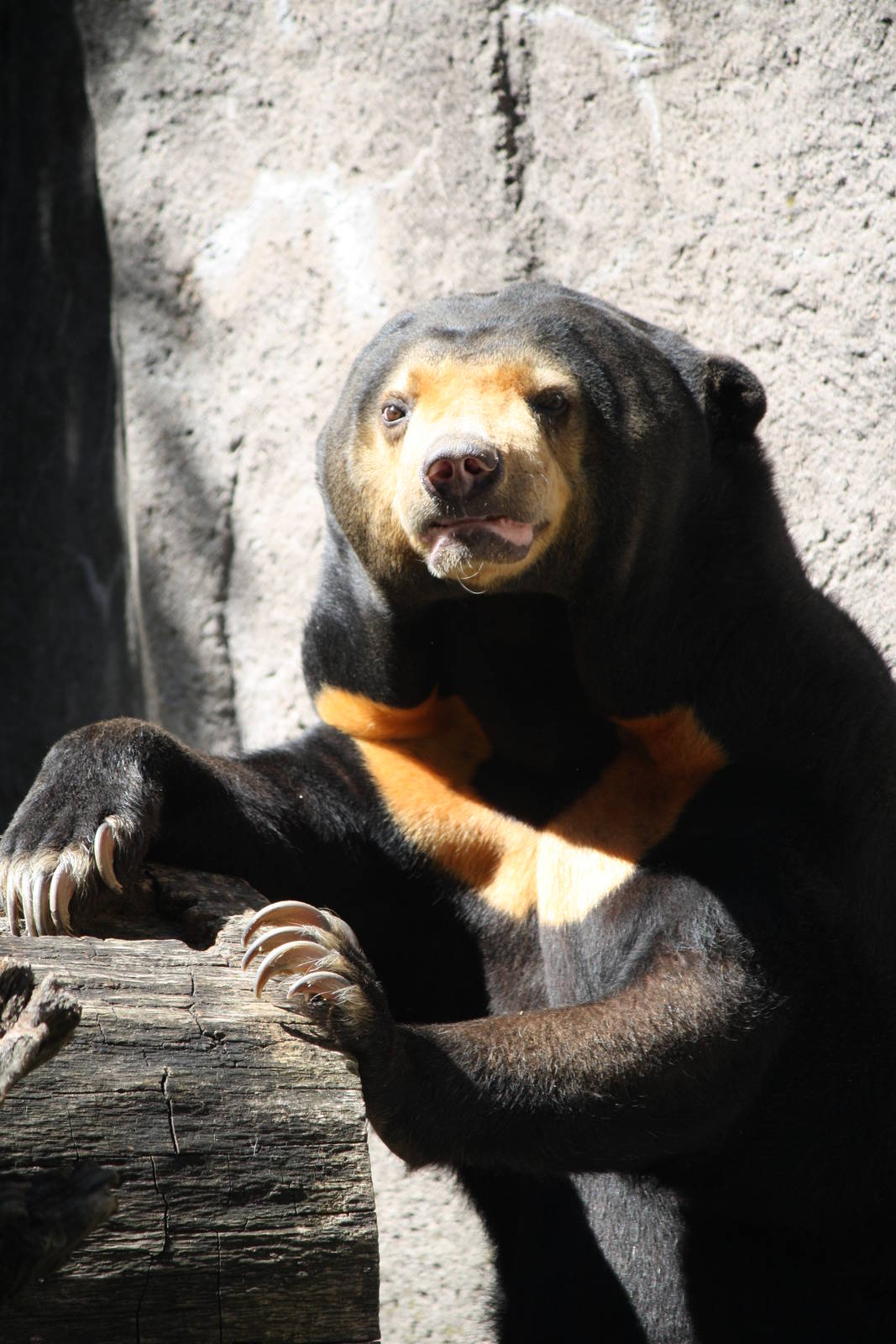 Malayan sun bear - 4 June 2010