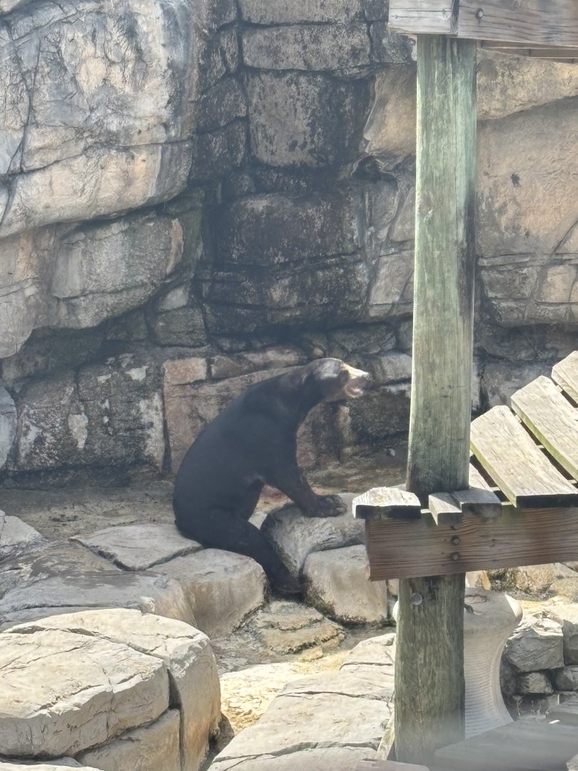 Malayan Sun Bear - 5/27/2025