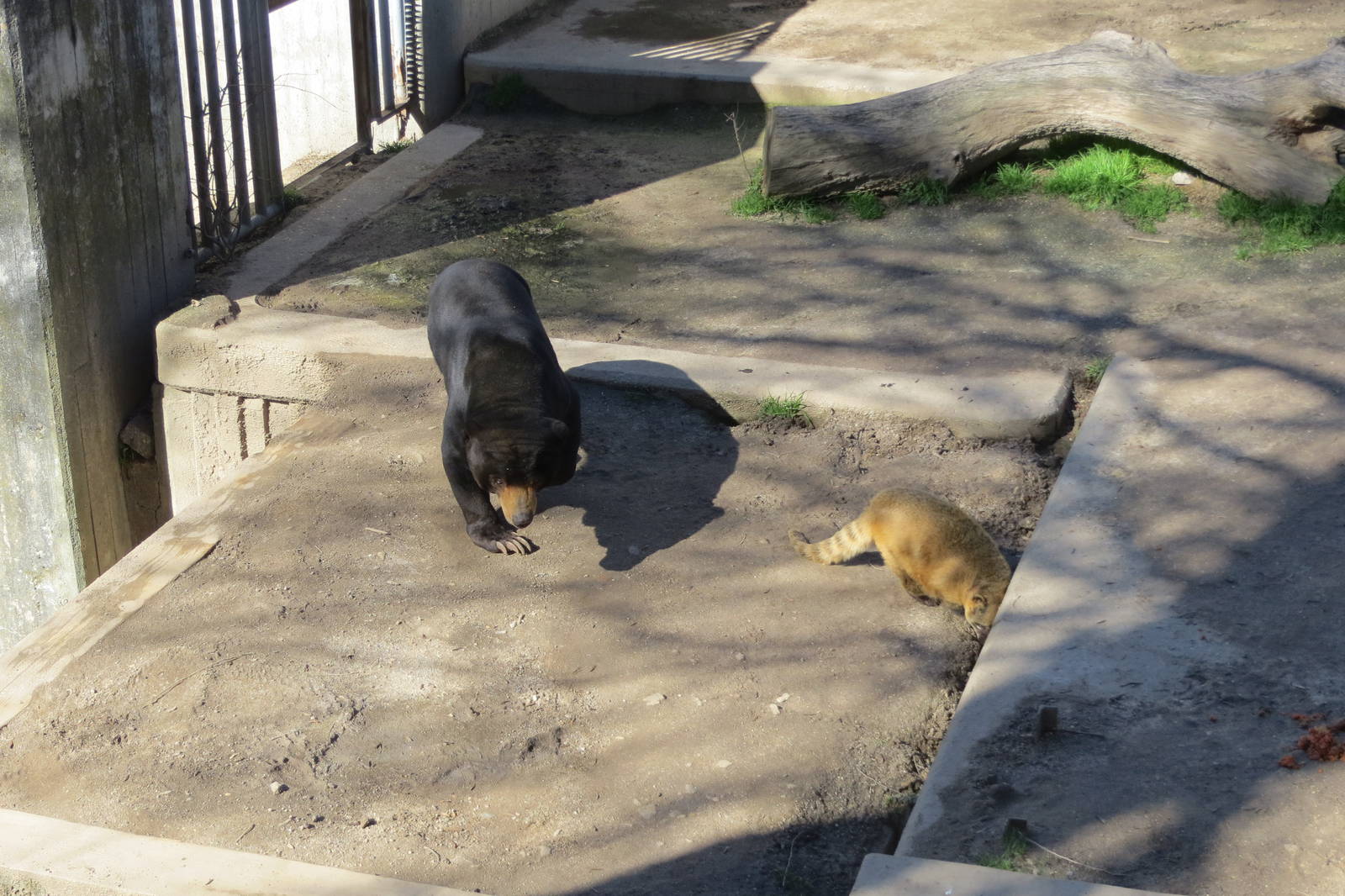 Malayan Sun Bear and South American Coati 150216