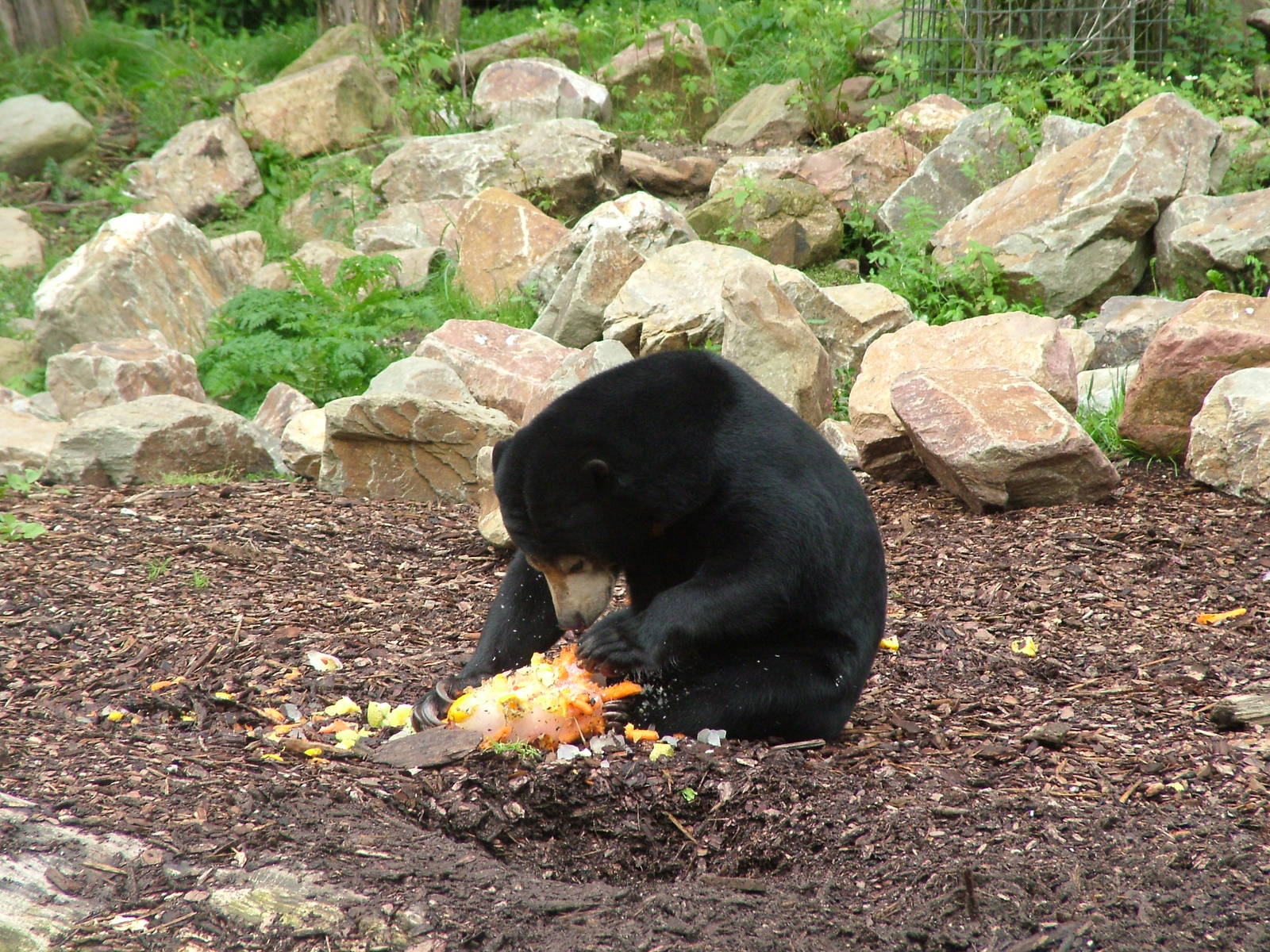 Malayan Sun Bear at Burgers Zoo Arnhem, 29/08/10