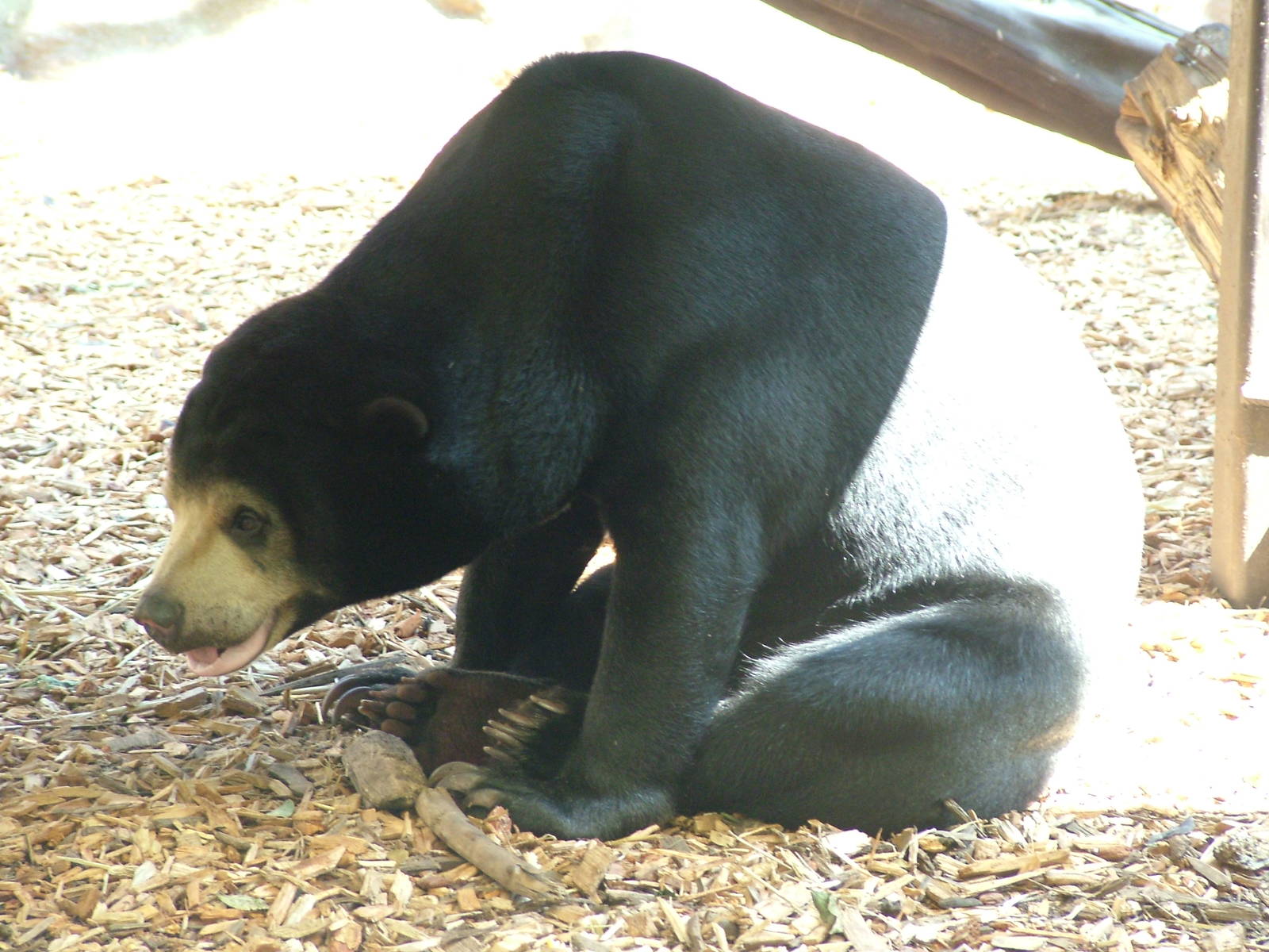 Malayan Sun Bear at Colchester, 28/05/12