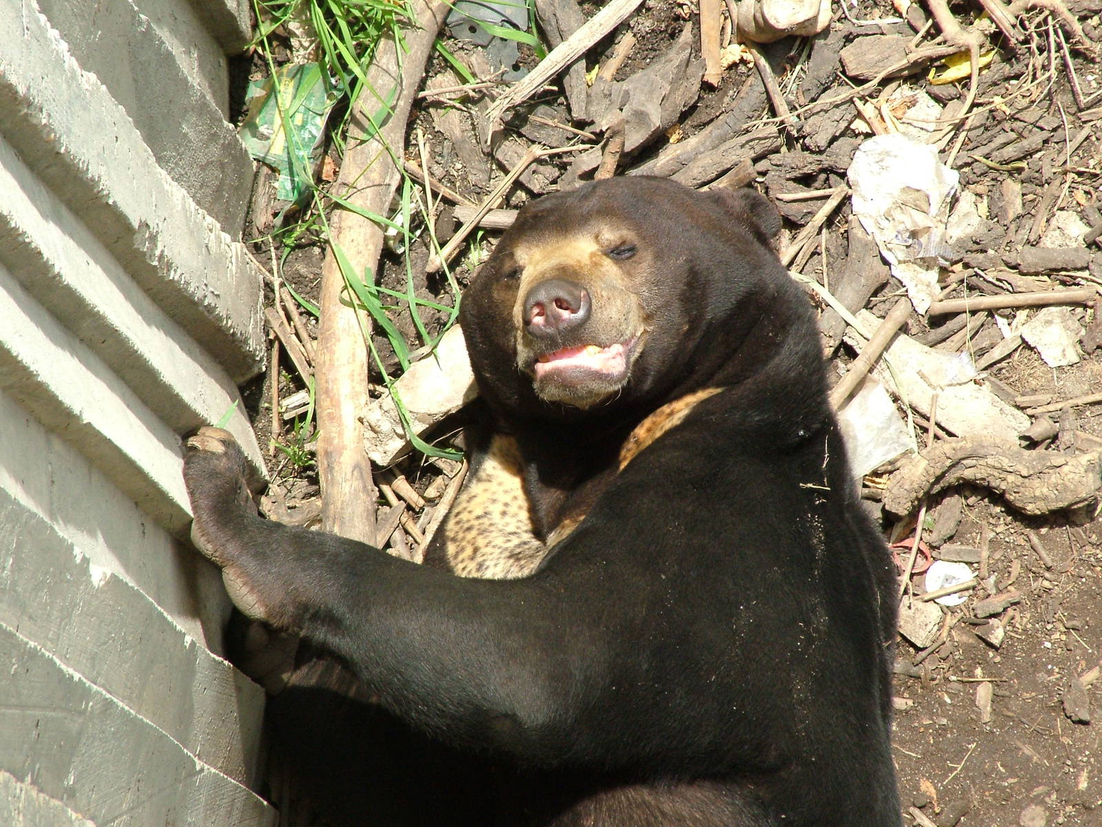 Malayan Sun Bear at Madrid Zoo Aquarium, 26/05/11