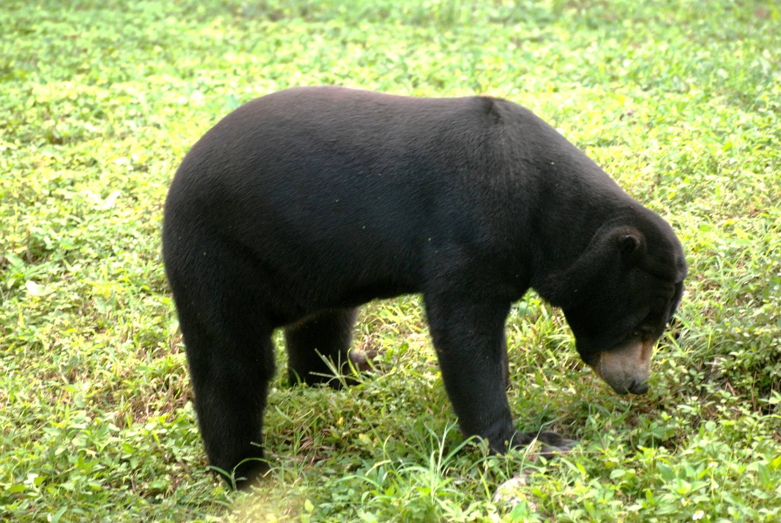 Malayan Sun Bear at Miami, 12/10/13