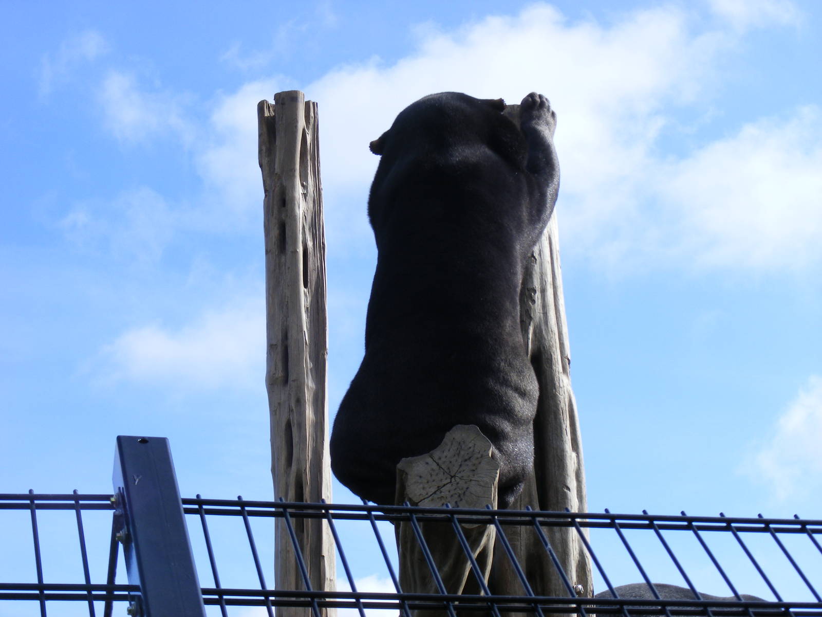 Malayan sun bear at RSCC, 2 April 2010