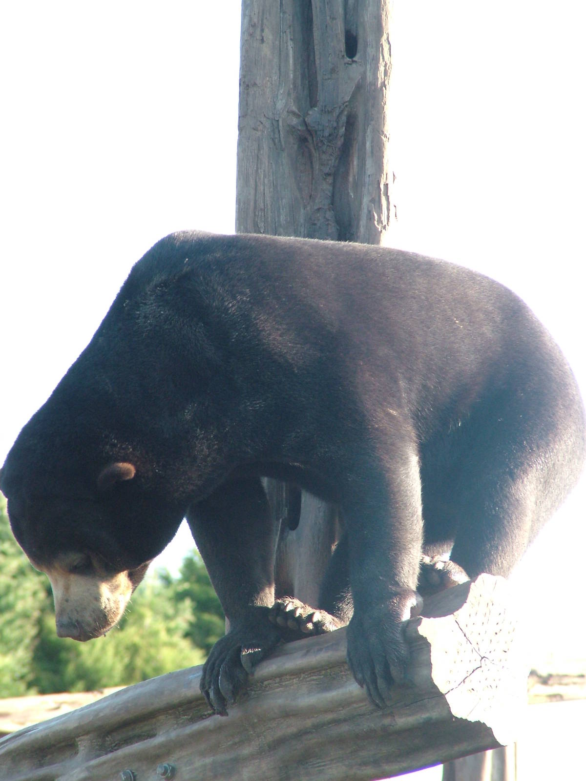 Malayan Sun Bear at the RSCC 28/11/09