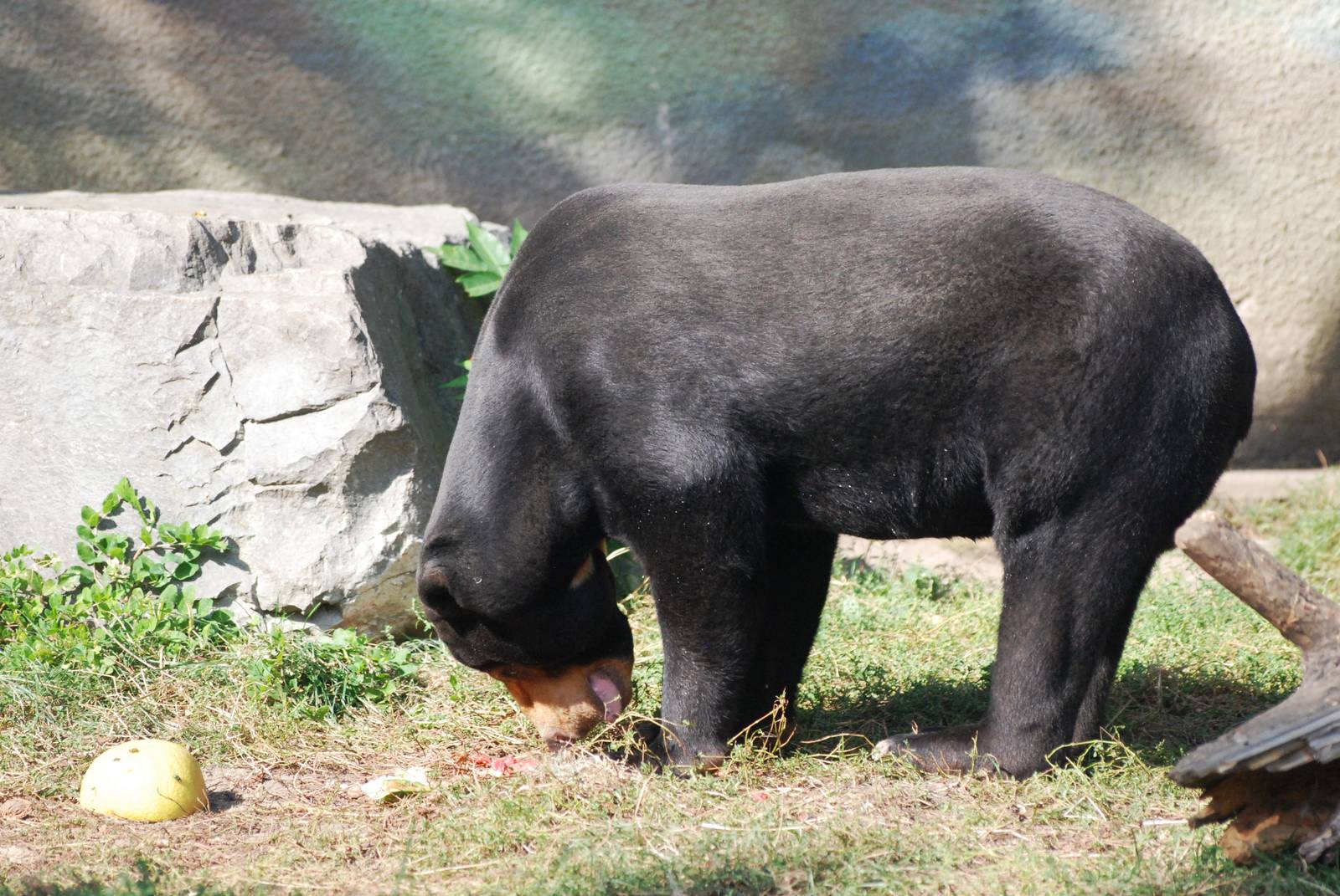 Malayan Sun Bear at Usti, 29/08/12