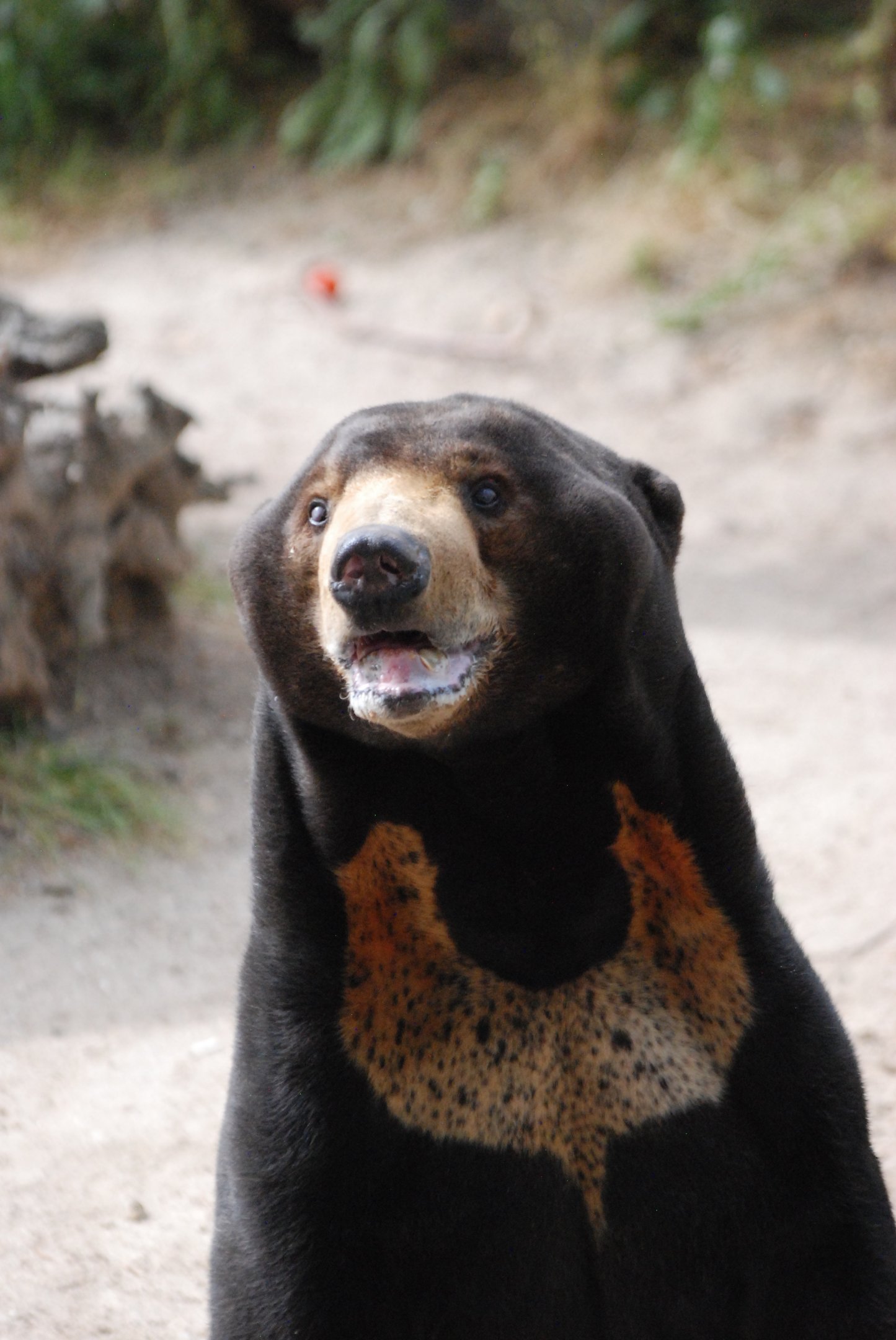 Malayan Sun Bear at Zoo Aquarium de Madrid, 20th May 2022