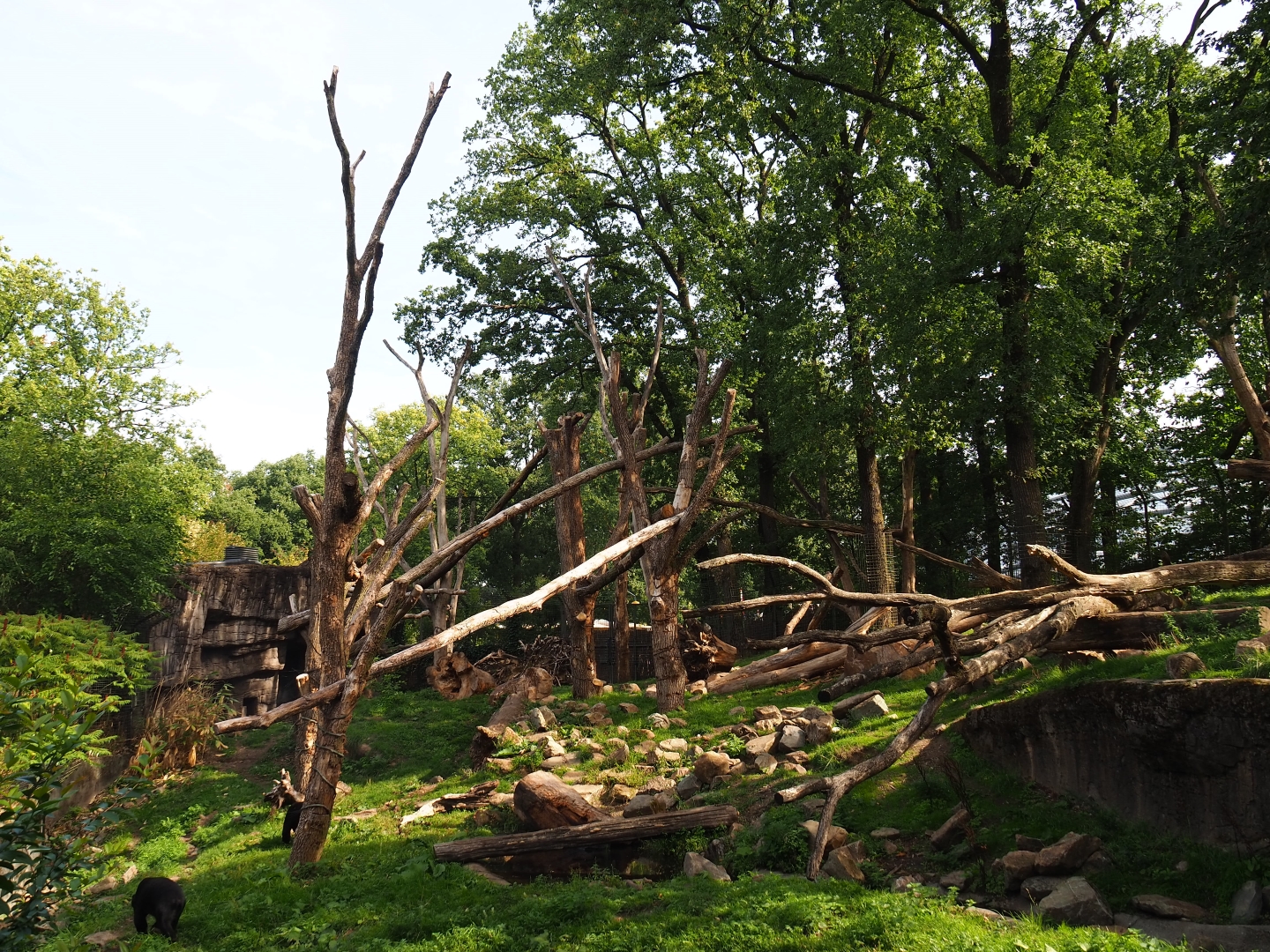 Malayan sun bear - Binturong exhibit (Sep 16th, 2018)