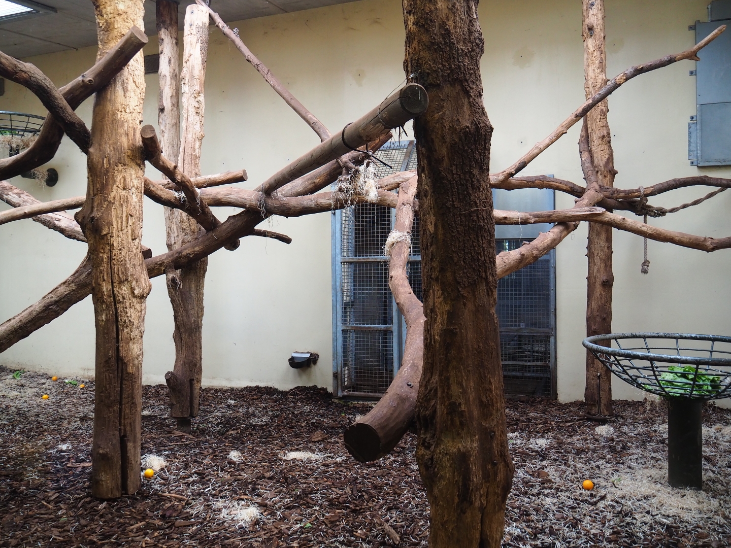 Malayan sun bear - Binturong indoor housing (Sep 16th, 2018)