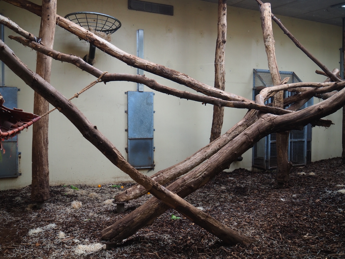 Malayan sun bear - Binturong indoor housing (Sep 16th, 2018)