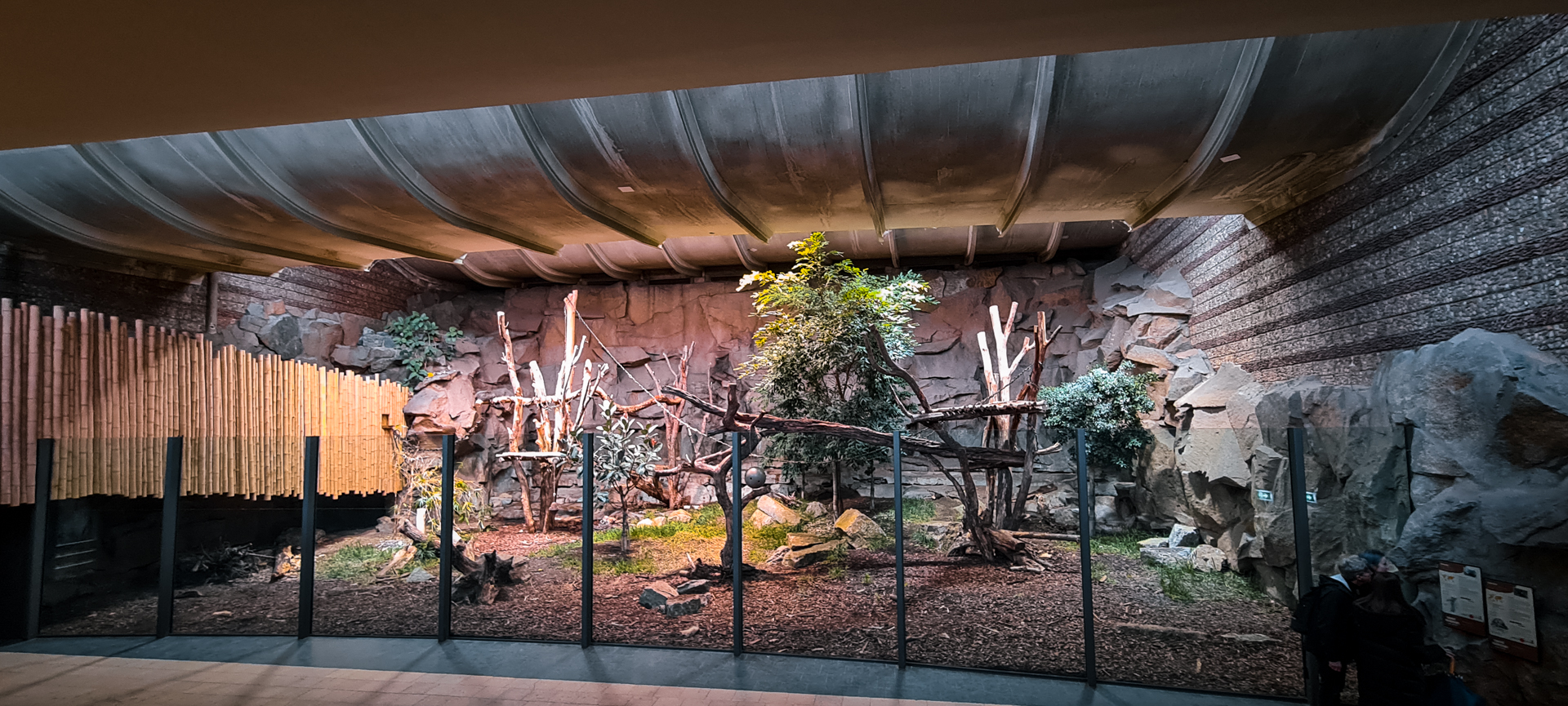 Malayan Sun Bear  /  Binturong indoors