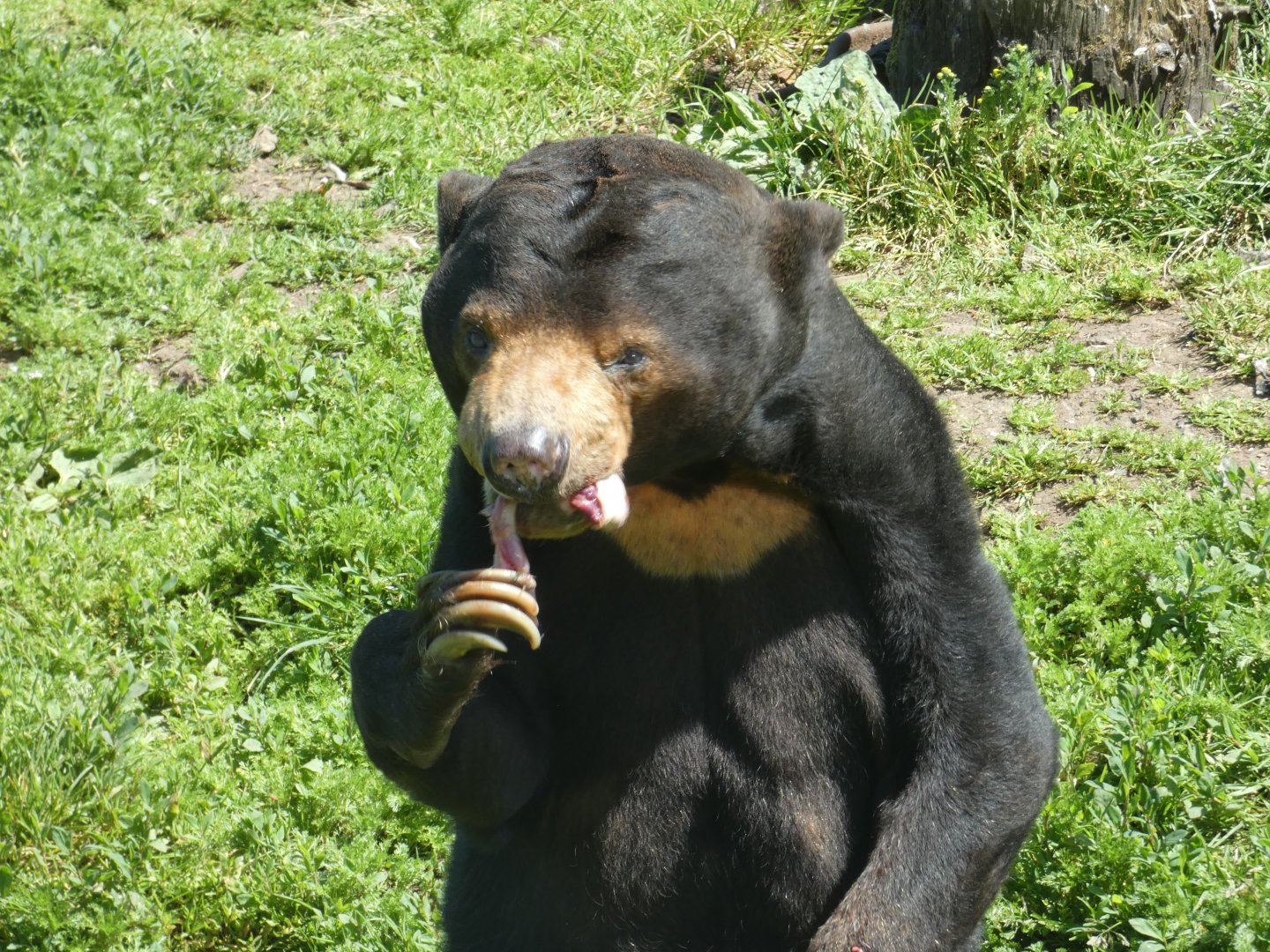 Malayan sun bear, Bora