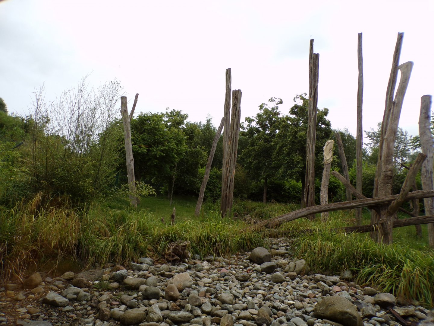 Malayan sun bear enclosure 29.6.24