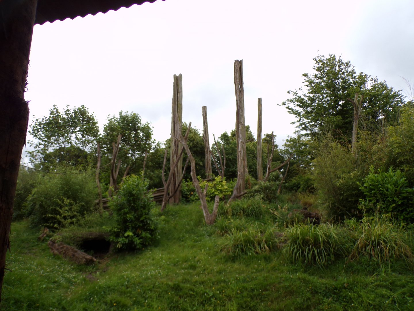 Malayan sun bear enclosure 29.6.24
