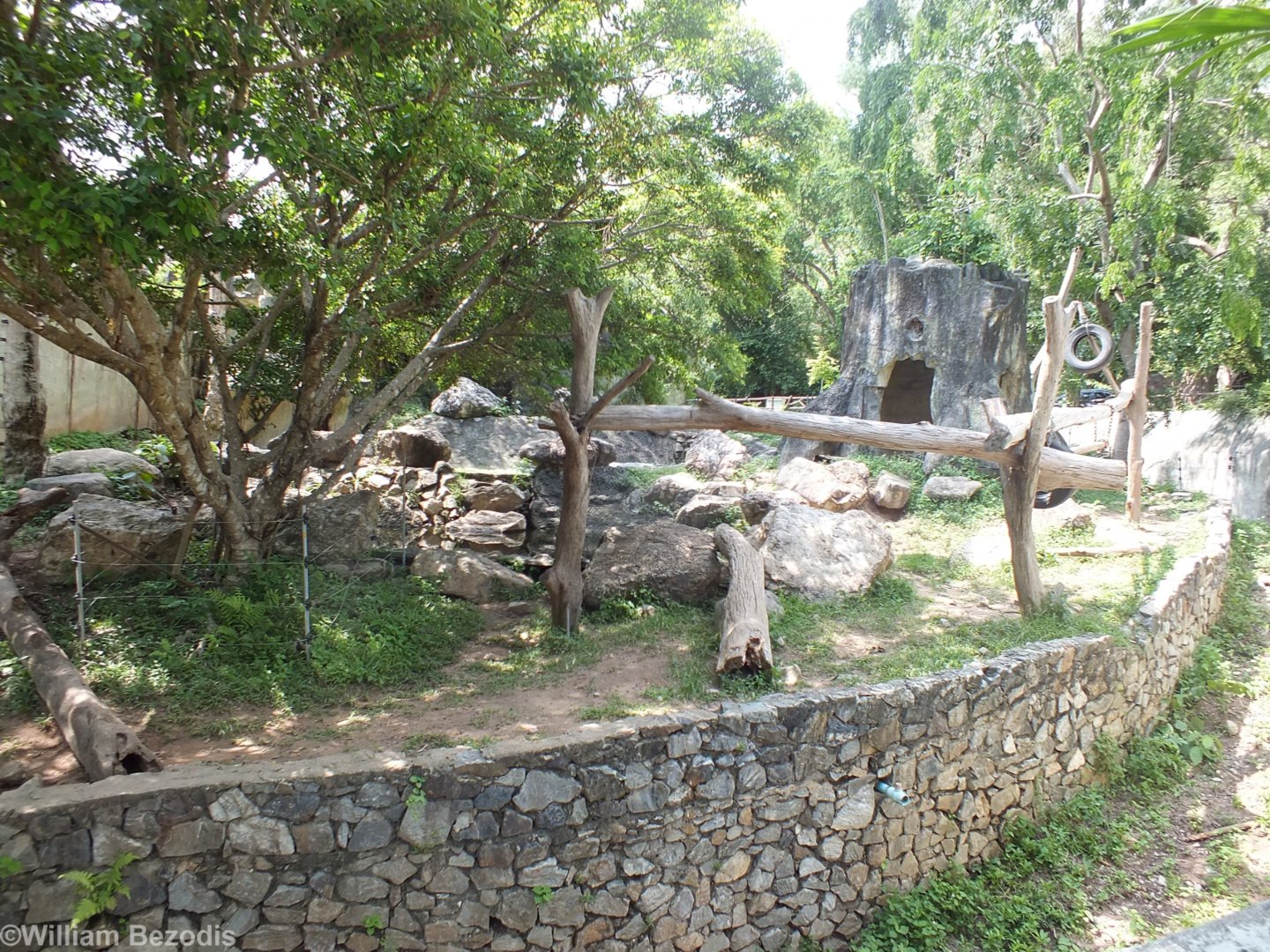 Malayan Sun Bear Enclosure