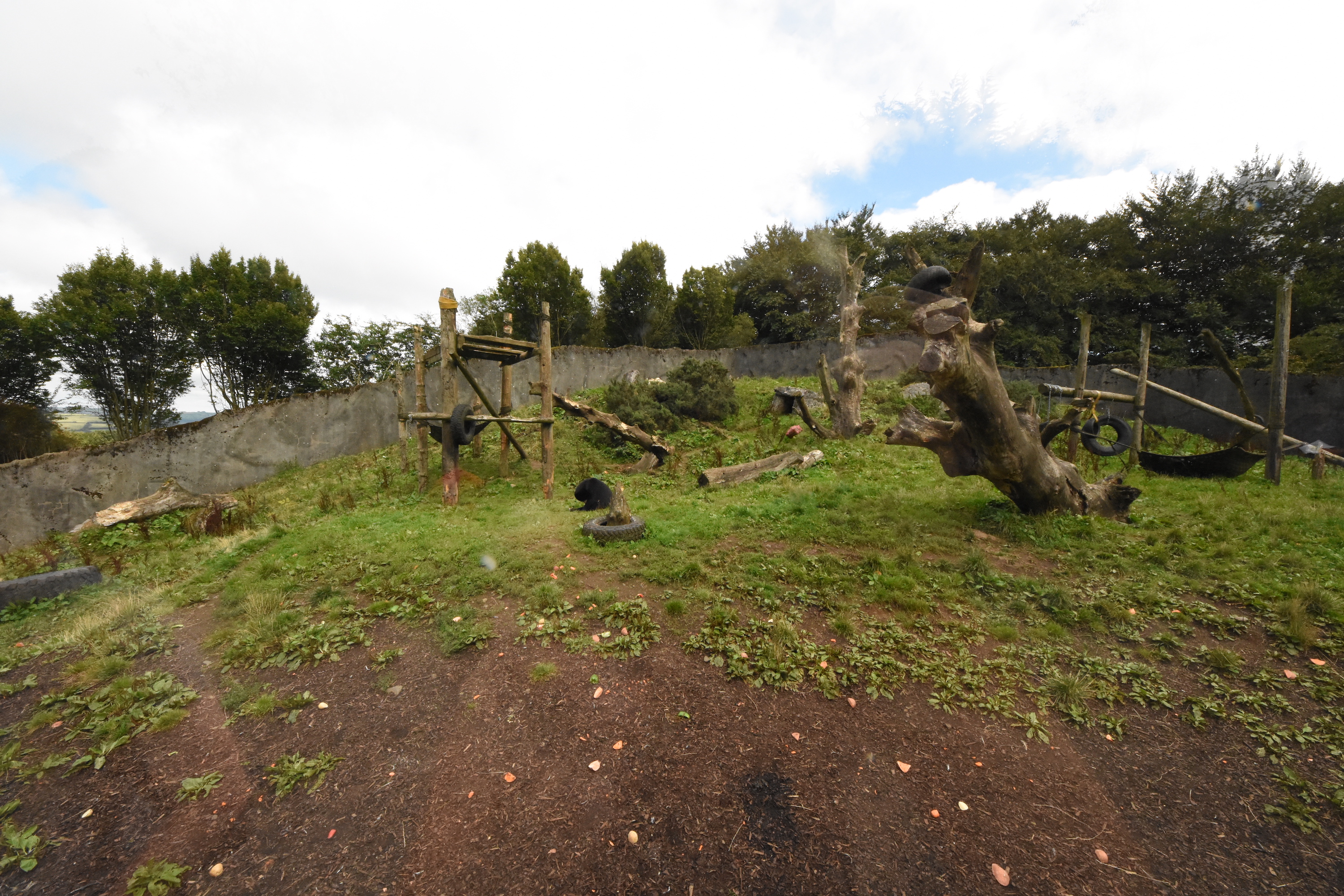 Malayan sun bear enclosure