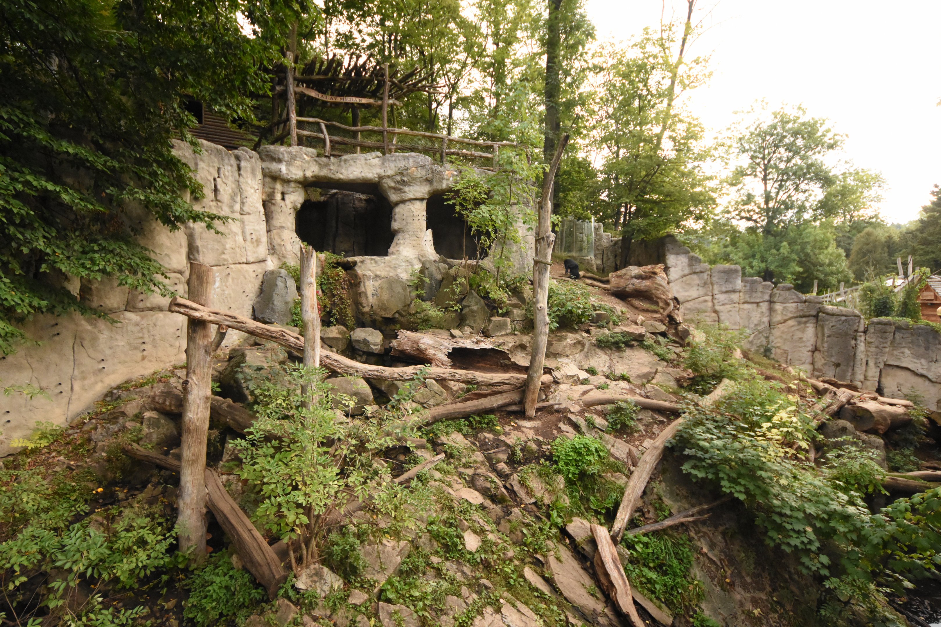 Malayan sun bear enclosure