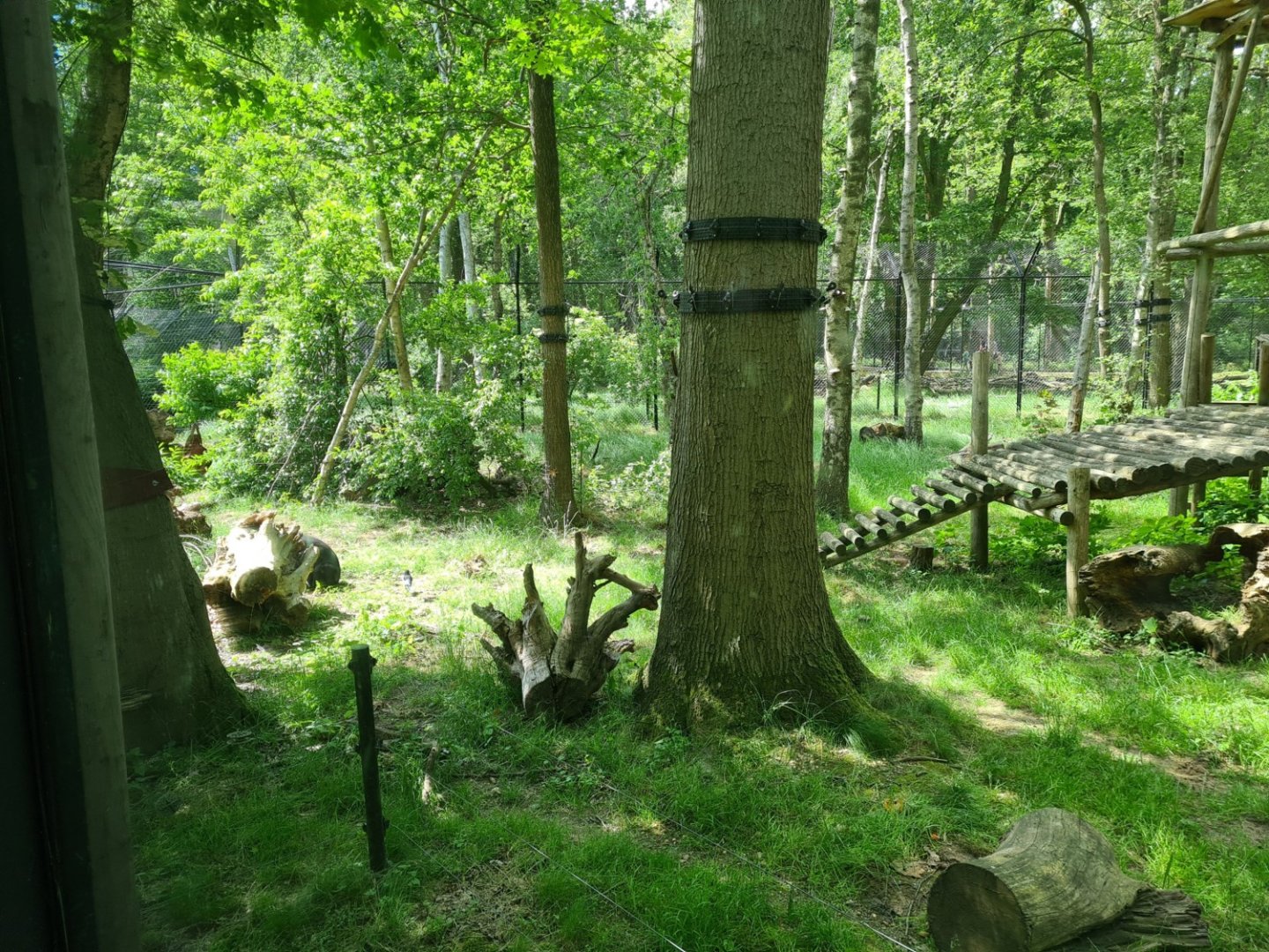 Malayan sun bear enclosure
