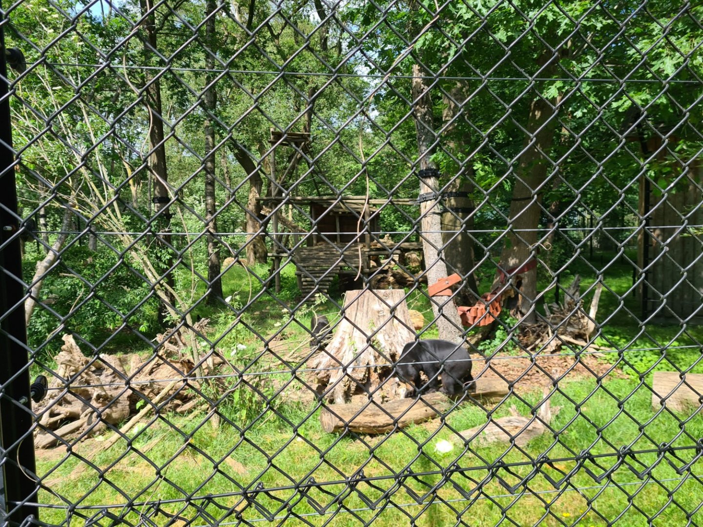 Malayan sun bear enclosure