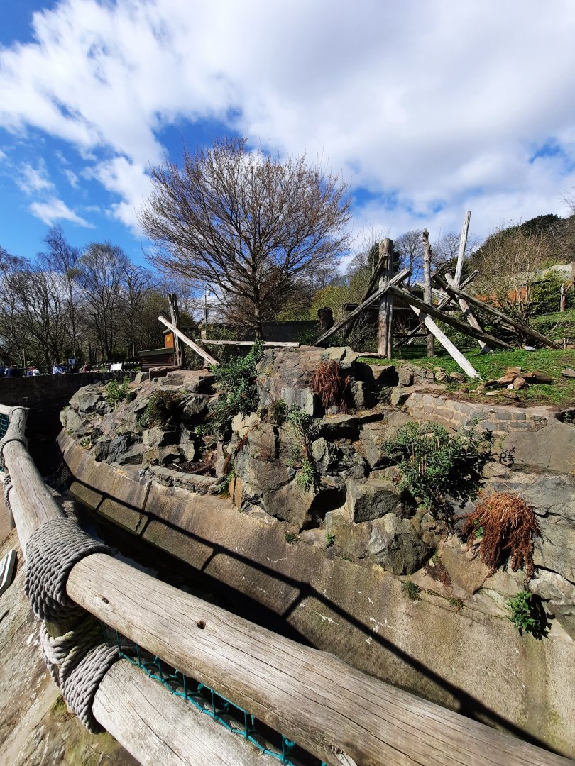 Malayan sun bear enclosure