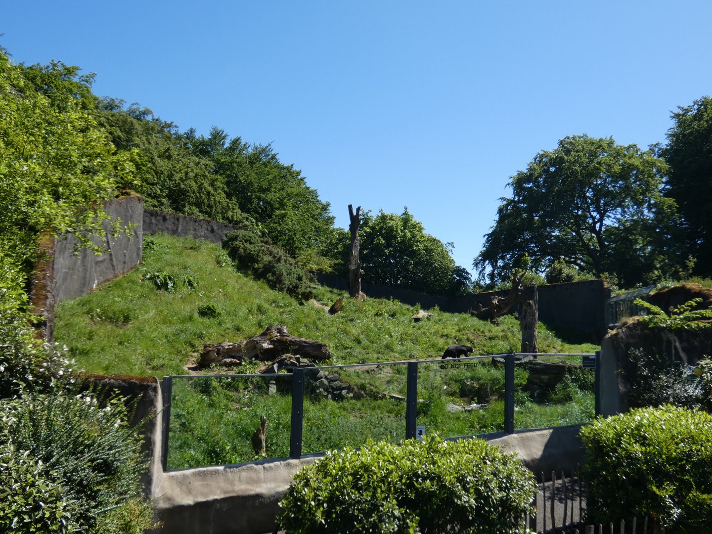 Malayan sun bear enclosure