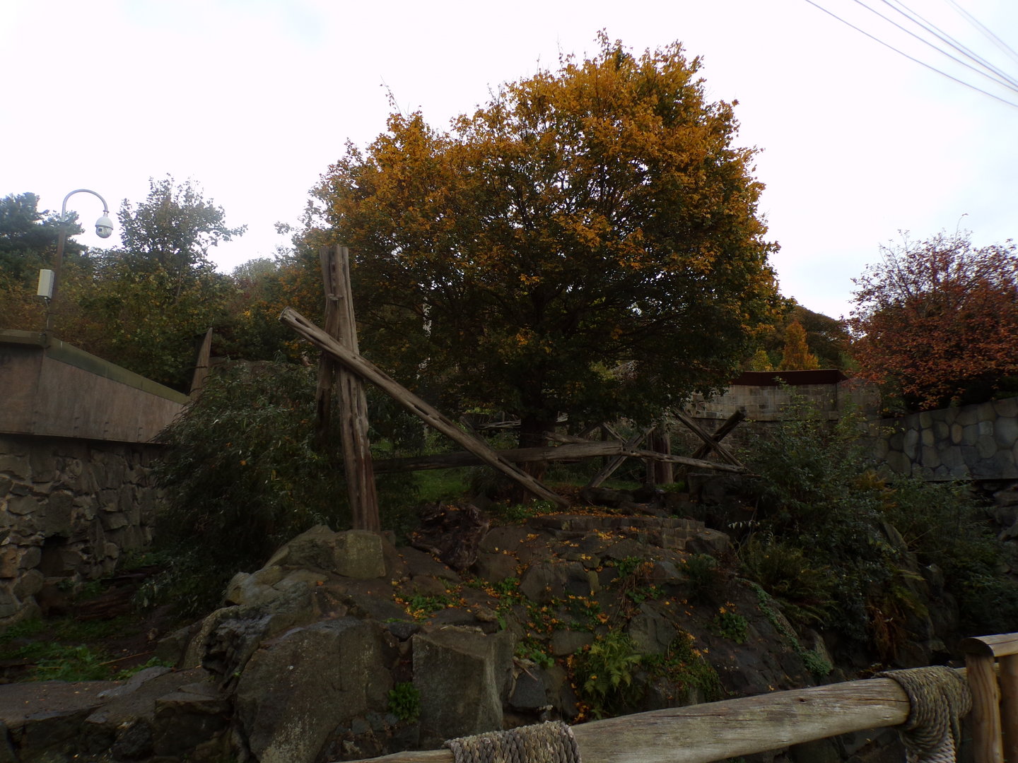 Malayan sun bear enclosure