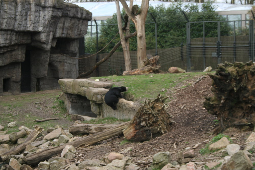Malayan Sun Bear Exhibit 2