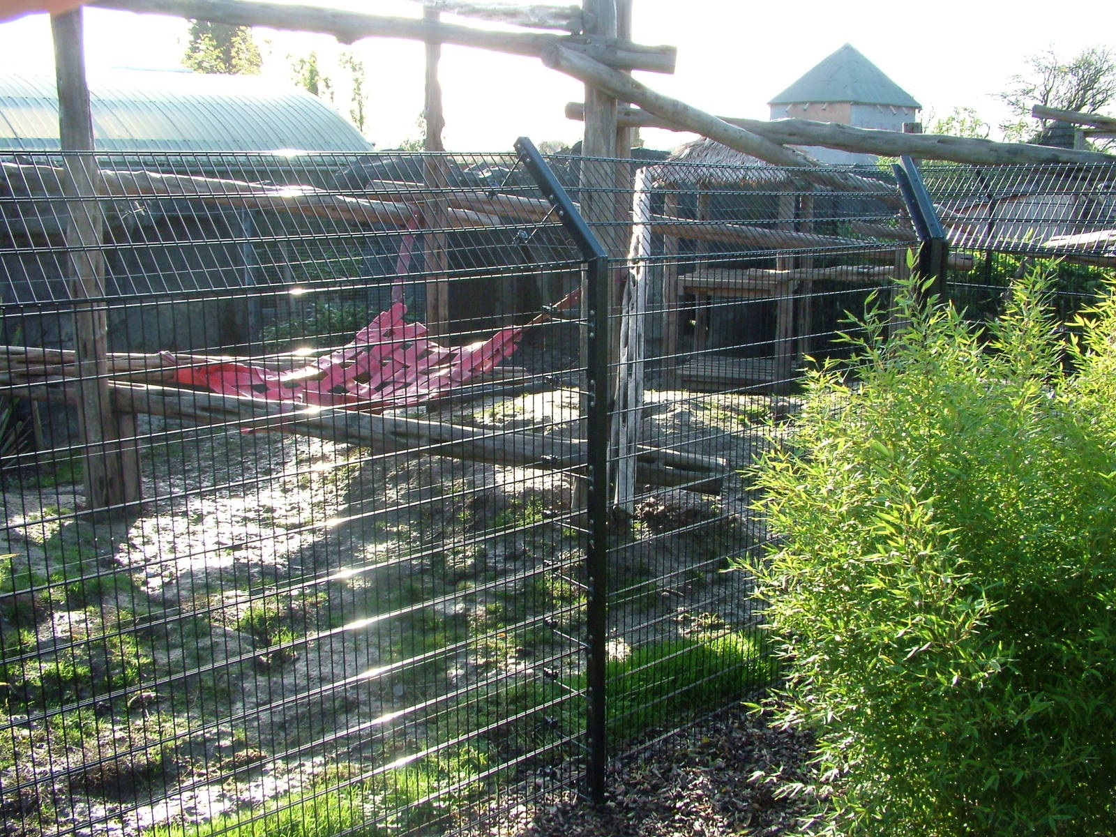 Malayan Sun Bear exhibit at the RSCC 28/11/09