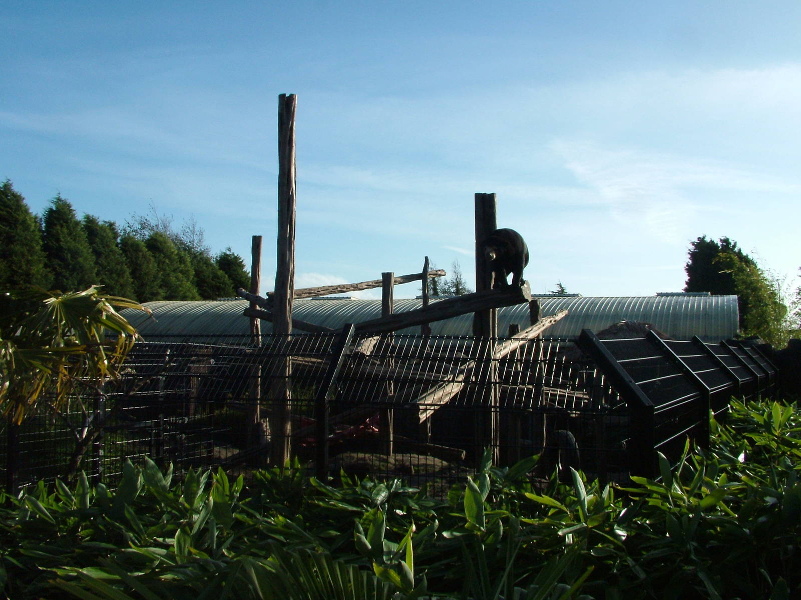 Malayan Sun Bear exhibit at the RSCC 28/11/09
