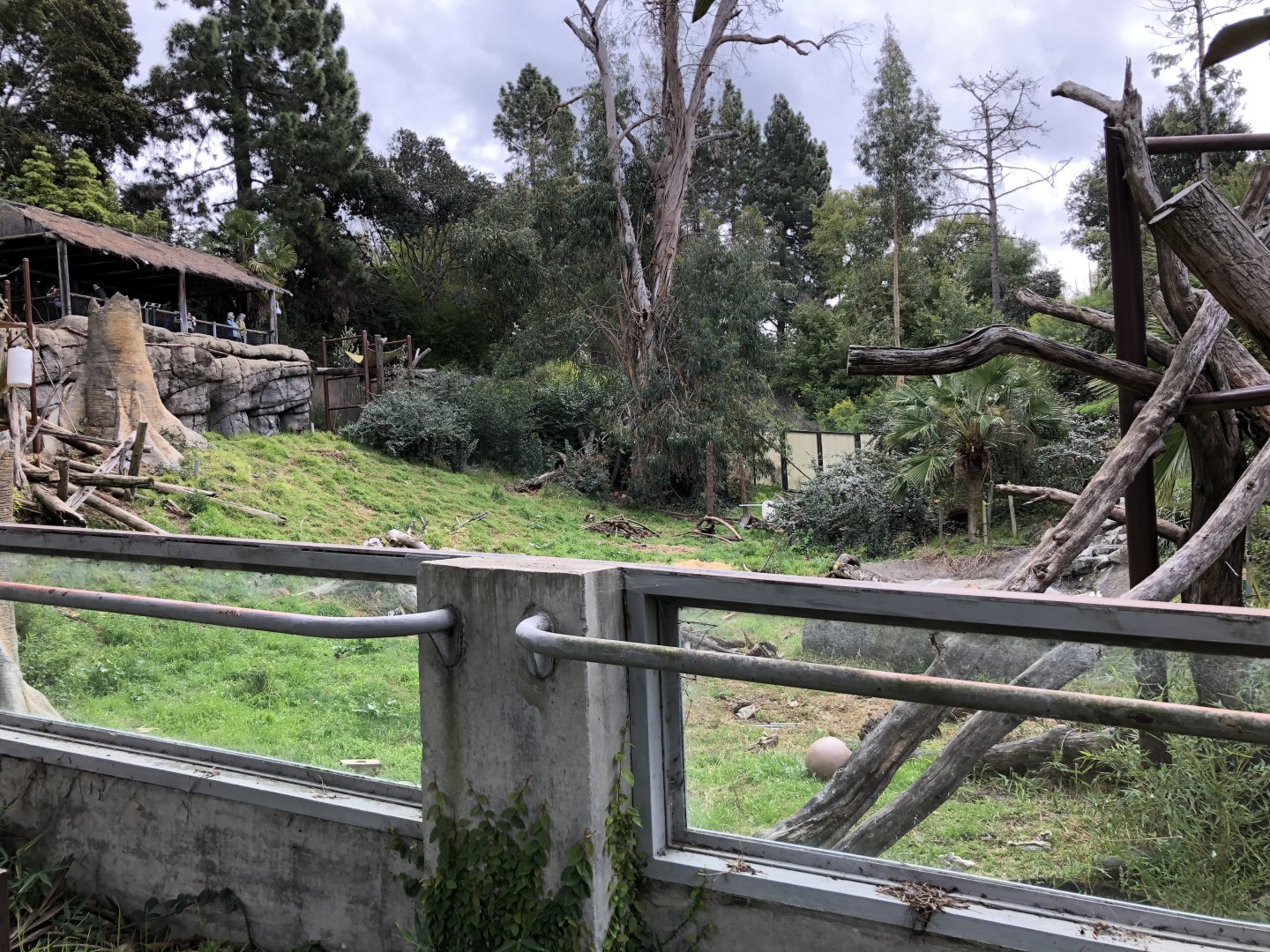 Malayan sun bear exhibit (lower viewing)