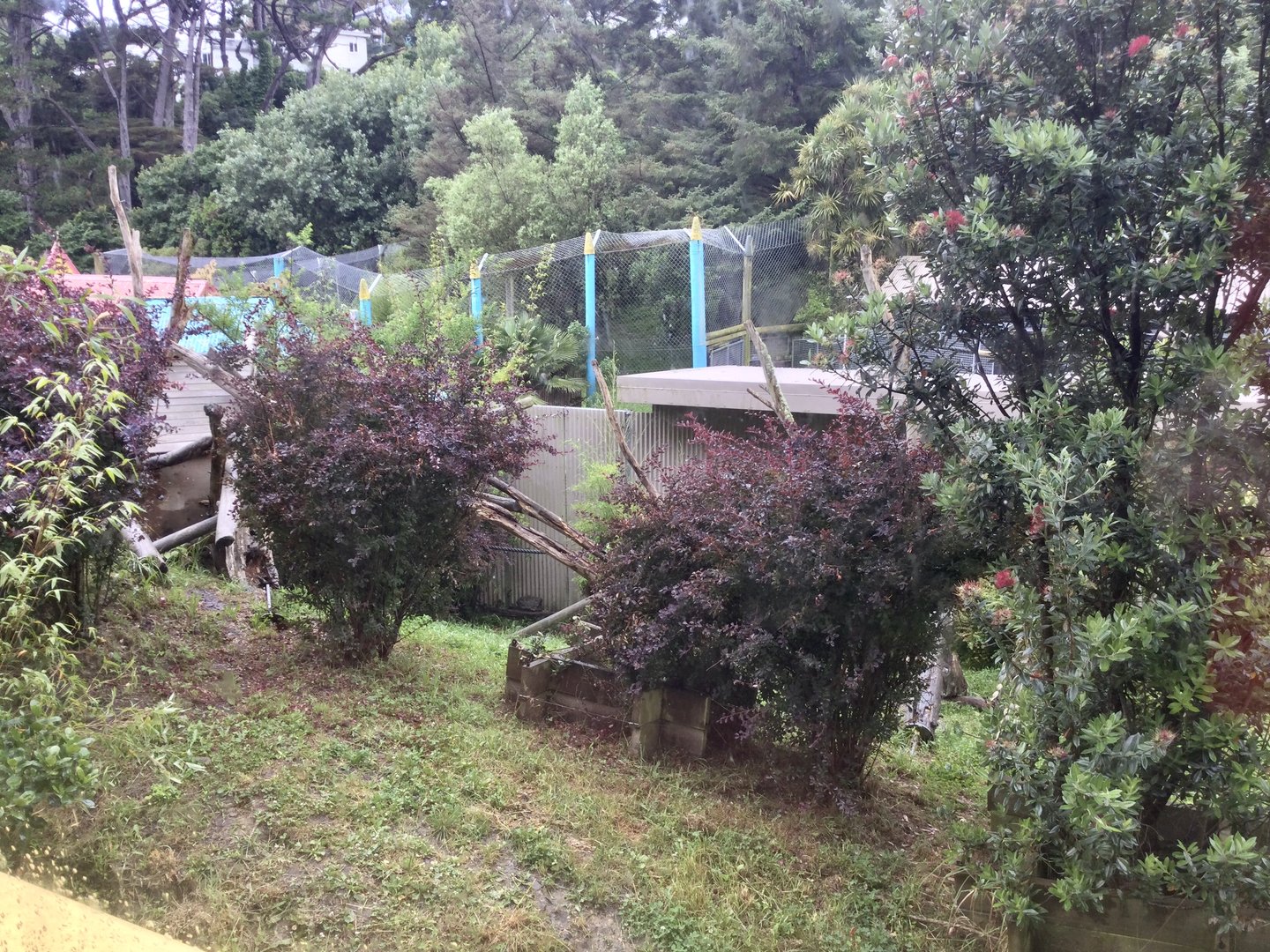 Malayan Sun Bear Exhibit - Platform View