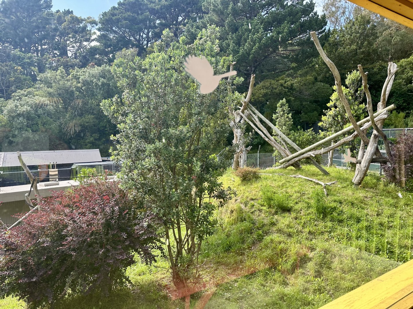 Malayan Sun Bear Exhibit (Viewing Window)