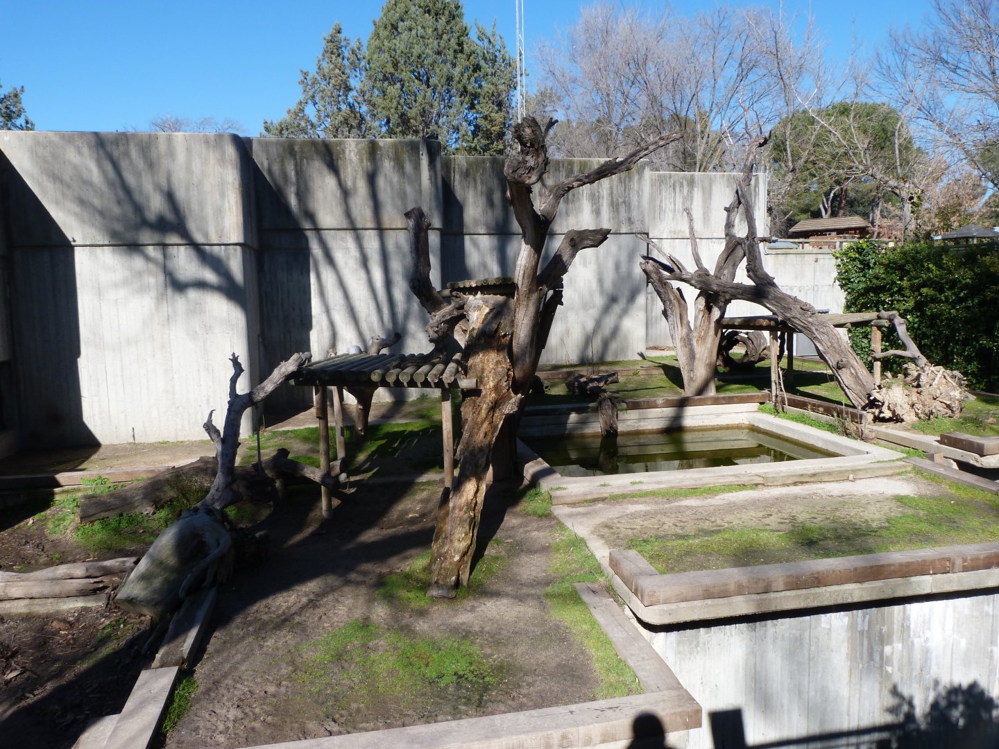 Malayan sun bear exhibit -Zoo Aquarium de Madrid (2025)