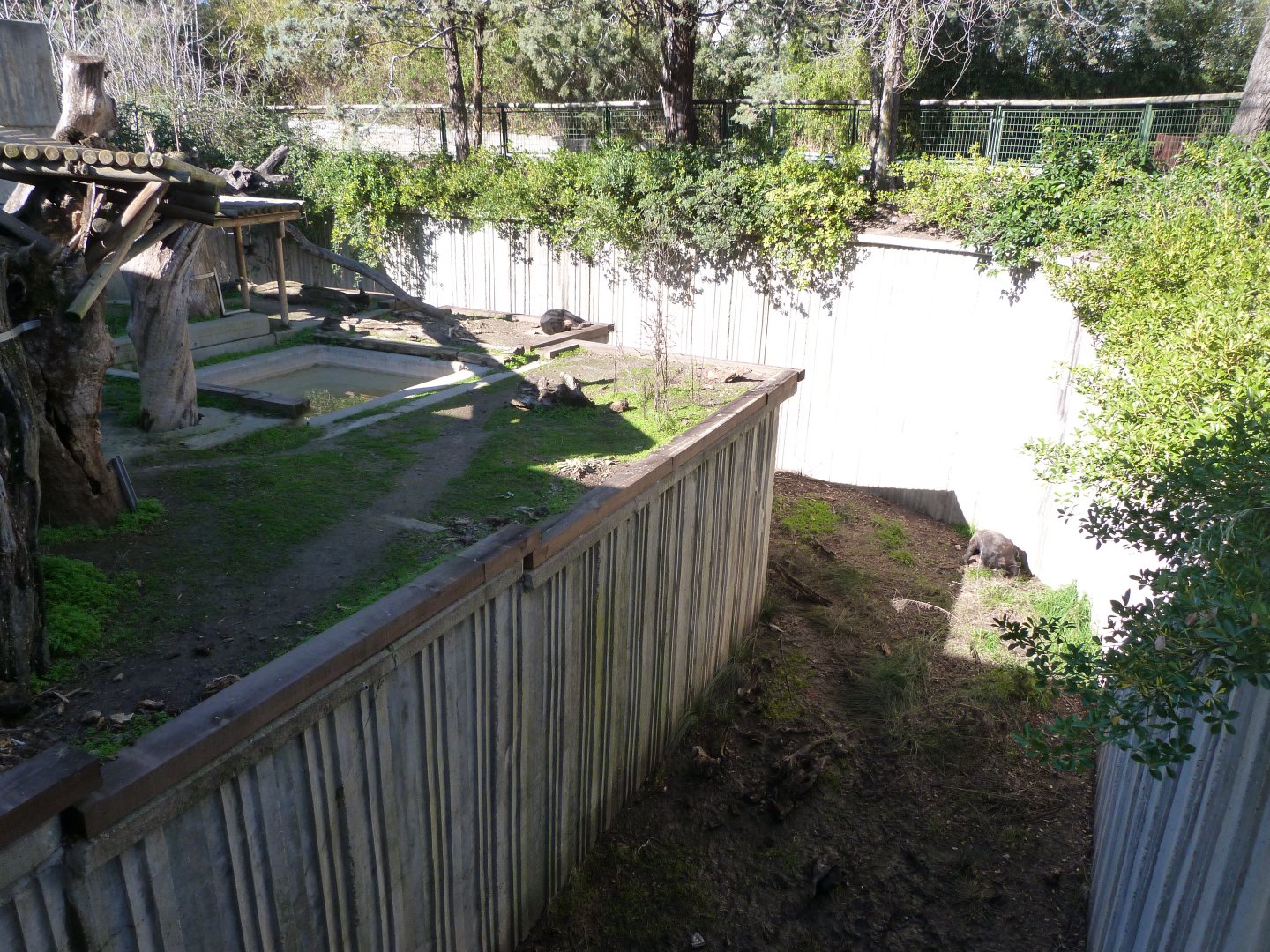 Malayan sun bear exhibit -Zoo Aquarium de Madrid (2025)