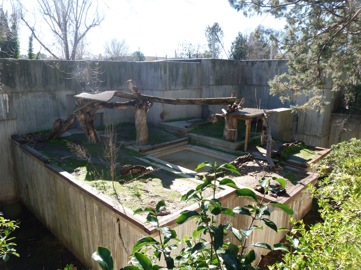 Malayan sun bear exhibit -Zoo Aquarium de Madrid (2025)