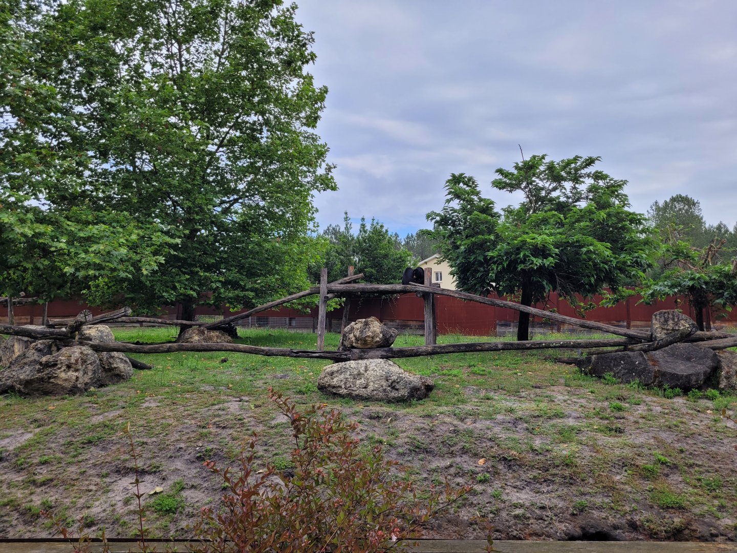 Malayan sun bear exhibit -Zoo du bassin d'Arcachon (2024)