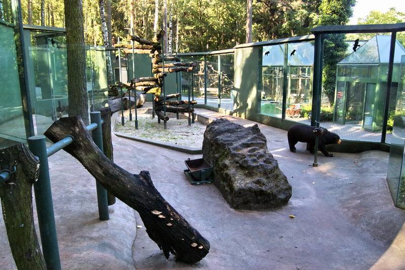 Malayan Sun Bear exhibit